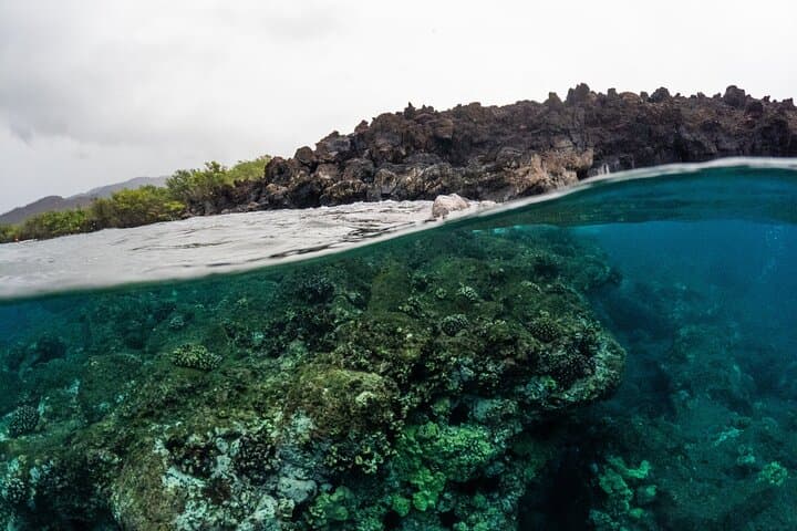 The Best 2.5 Hour Molokini Snorkel Tour & Whale Watch
