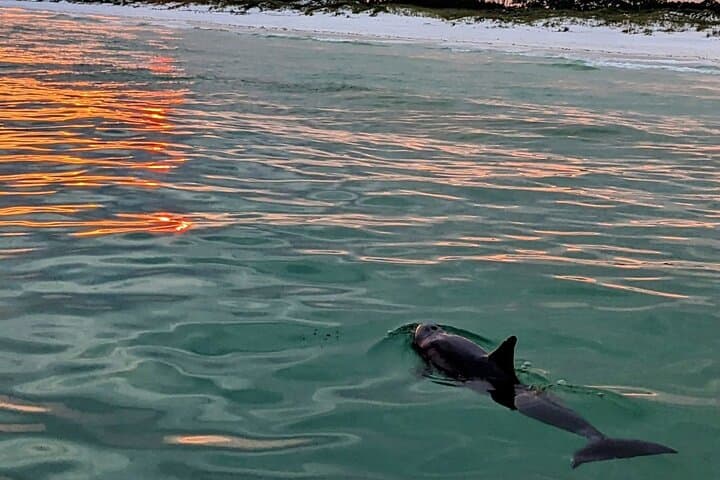 Guided Sunset and Eco Tour Non Private in Destin, FL