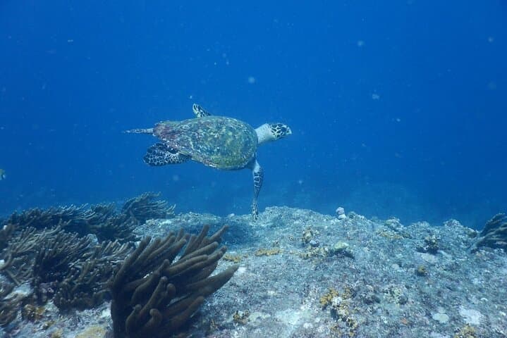 Tayrona, Snorkel & Beach