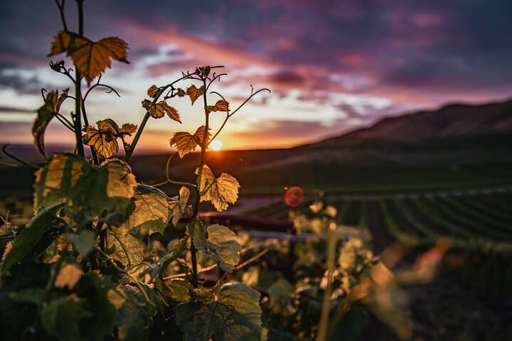 Paso Robles Wine Tour - Self-Guided Audio Experience