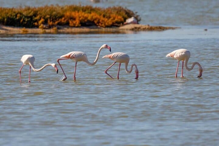 Birdwatching Experience in Narte Lagoon & Akerni Dunes