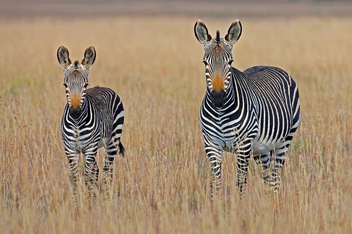 3 Days Ngorongoro Safari
