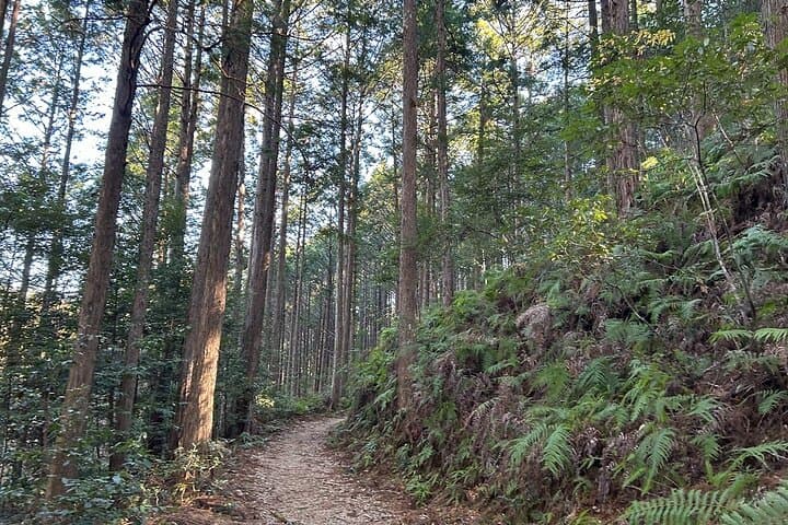 3 Day Kumano Kodo Pilgrimage Route Walking Tour from Osaka