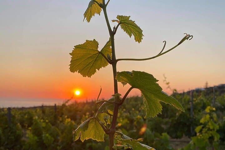 Olive and Wine 3-hour Trip PRIVATE