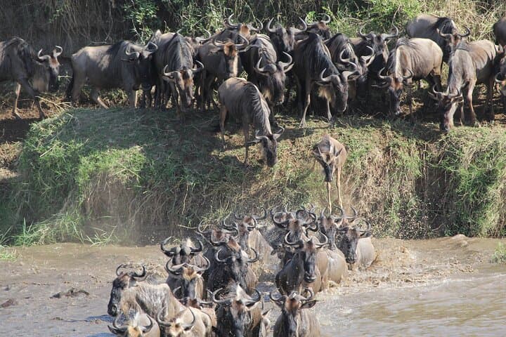 7 Days Private Wildebeest Great Migration Safari in Arusha