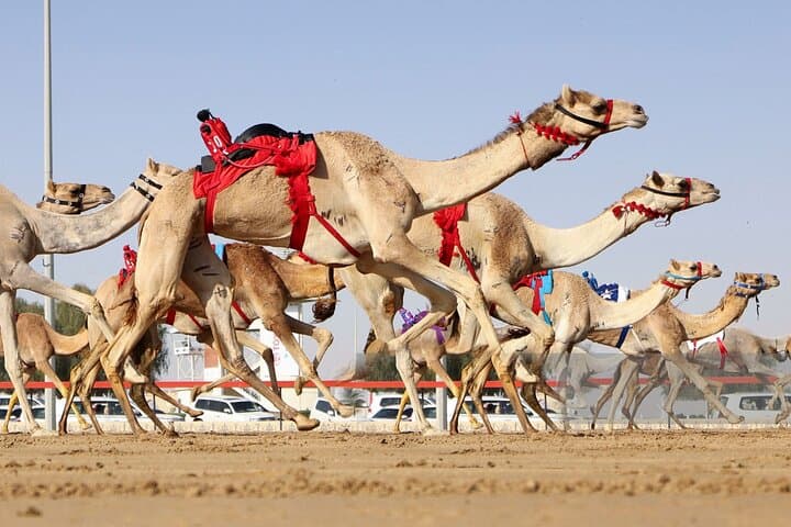 Camel Race live or Camels on training with Al Samriya Farm visit
