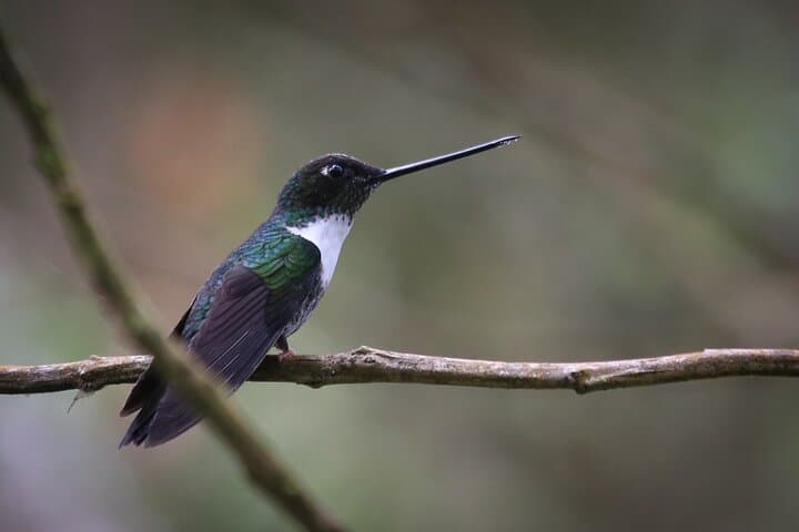 Chicaque Cloud Forest Birding & Birdwatching - Half day