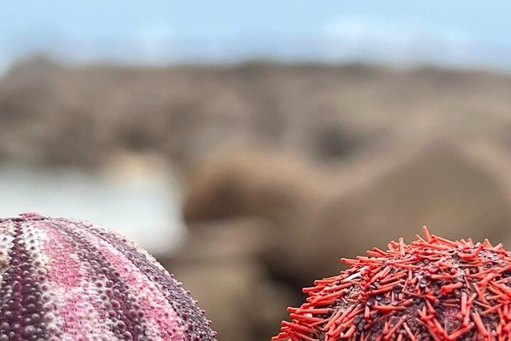 Two Oceans Private Tour