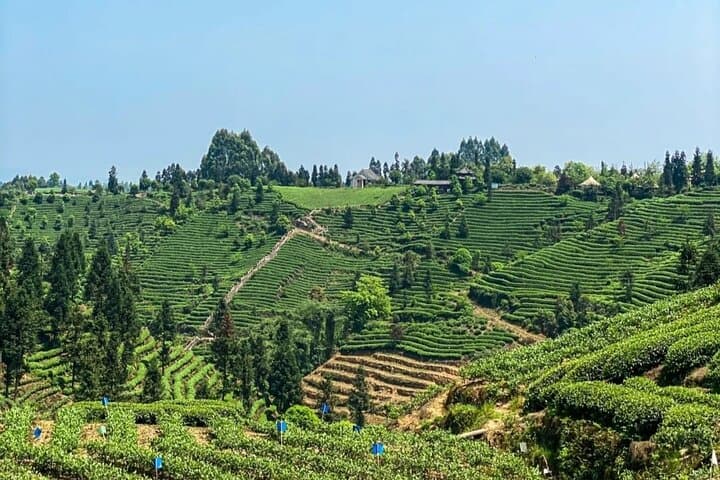 Tea Picking Experience at the Vast Tea Plantation