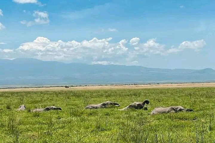 5 Days Amboseli, Lake Nakuru and Masai Mara Safari