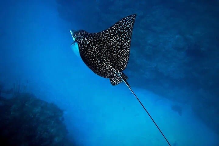 An Eagle Ray and Turtle Tour-Small Groups & Photography Included