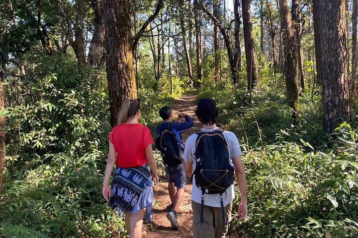 Chiangmai : Doi Pui Summit Hiking Experience