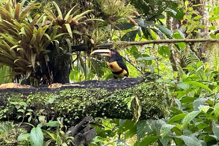 Mindo Cloud Forest Full-Day Tour from Quito with Lunch