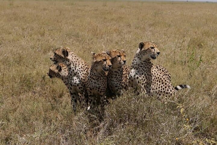 5 Days Taste of Tanzania Safari