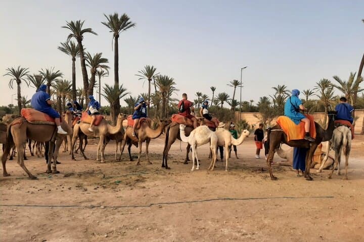 Sunset or Morning Private Camel Ride in Marrakech Palmeraie