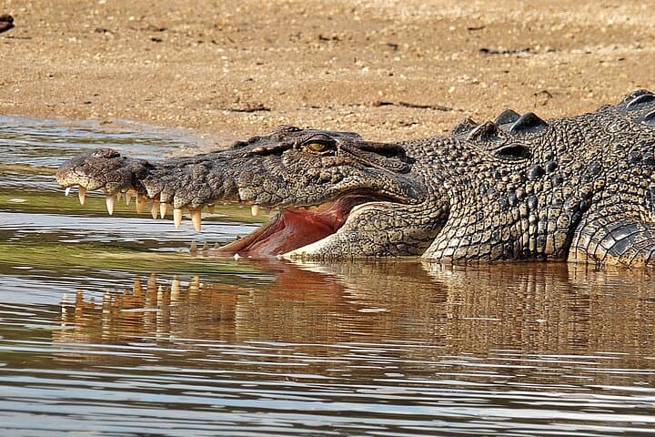 Daintree River Cruise