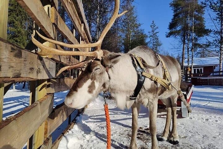 Rovaniemi Reindeer Safari 1hour and Farm Visit