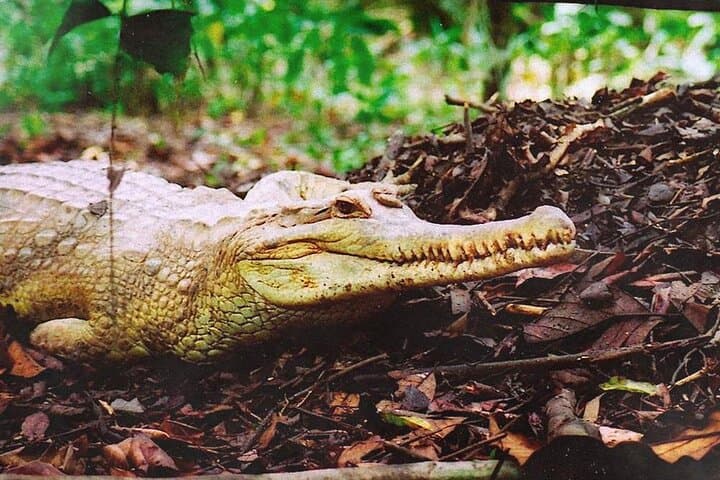 Sarawak Jong Crocodile Farm Educational Tour from Kuching