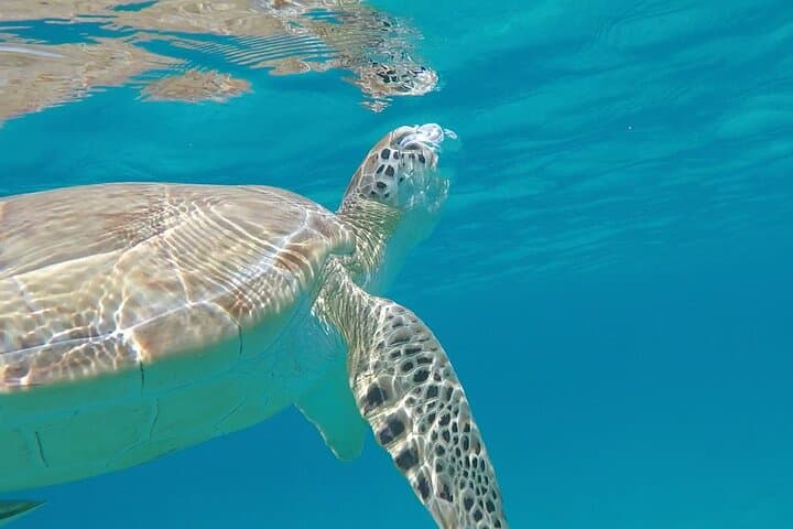 3 Hour Kayak and Snorkel Tour