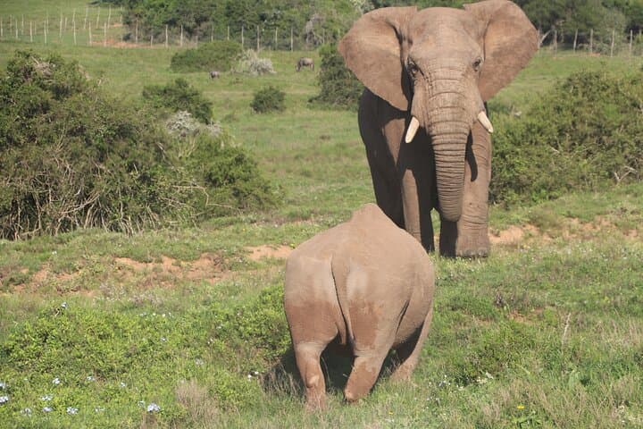Addo Private Game Reserve Safari (Schotia)