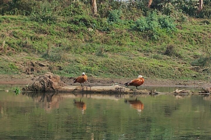 Nature Walk in Chitwan Jungle Safari with Guide