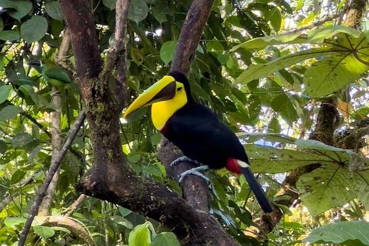 Mindo Cloud Forest Day Trip from Quito – Birdwatching & Adventure