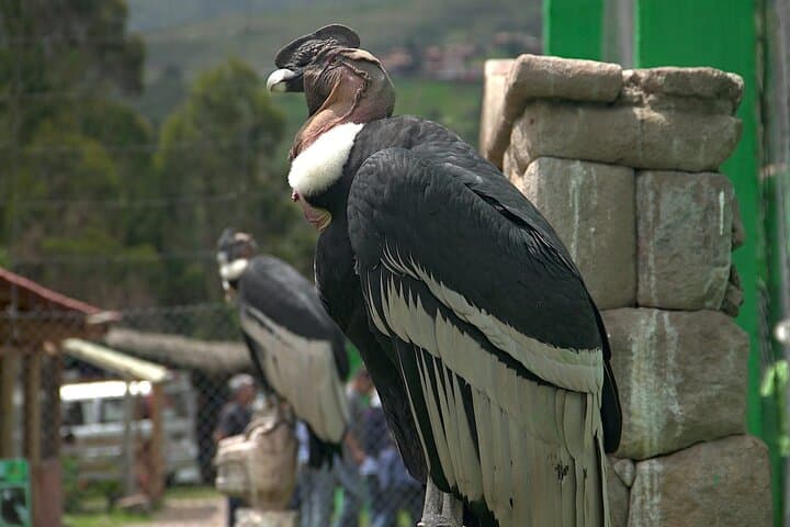 Cusco Full Day Cultural and Historical Tour to The Sacred Valley