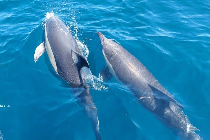 Dolphin Watching in Sesimbra