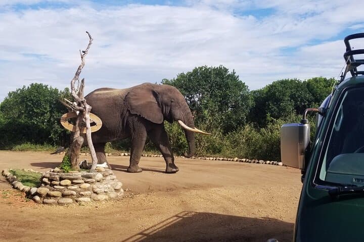 5 Days Chimpanzee Trekking and Big 5 Safari