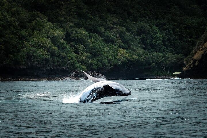 Half Day Whale Watching in a Small Shared Group