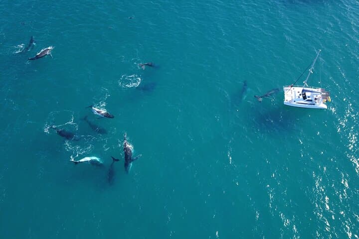 Hervey Bay Overnight Whale Watching Cabin Hire