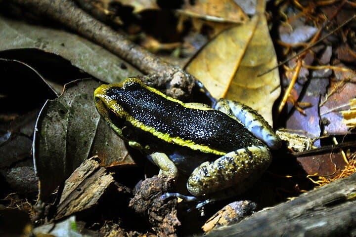 4 Days Cuyabeno Amazon Jungle with accommodation in Tucan Lodge