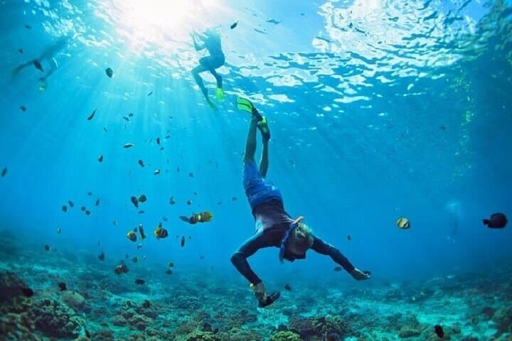 Full Day Coral Garden Snorkeling & Diving with Lunch : Marsa Alam