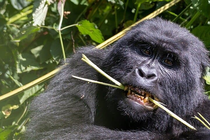 3 Day Gorilla Express Tour in Uganda