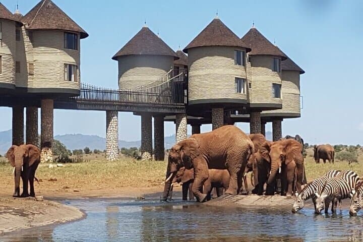 2 Days Saltlick Safari Through Tsavo East from Diani/Mombasa