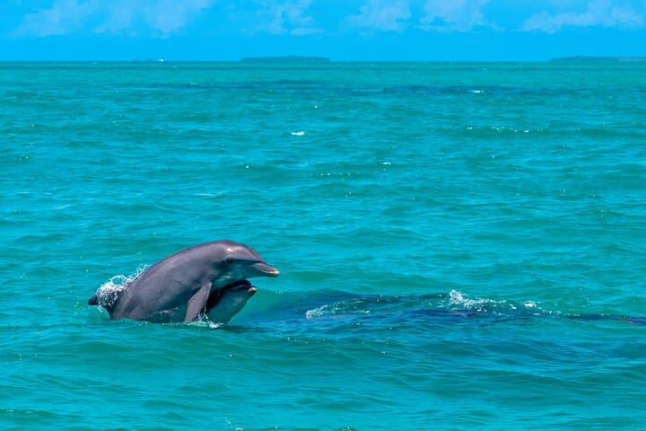 Champagne Dolphin Sail and Reef Snorkel