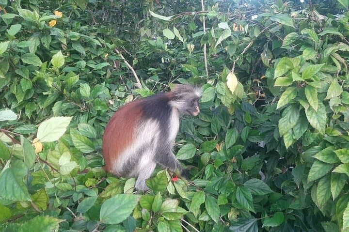 Private Jozani Forest and Stone Town Exploration with Spice Tour