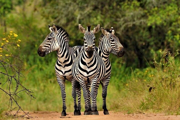 2-Nights Mokoro Camping Trip in the Okavango Delta