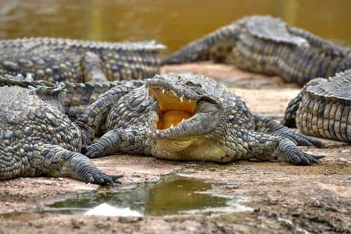 Crocoparc Trip from Agadir