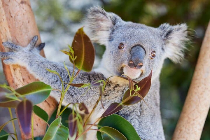 Newcastle: Animal Lovers Tour - Kangaroos, Dolphins & more!