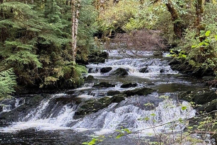 Small-Group Rainforest Hiking Adventure- Ketchikan Excursion