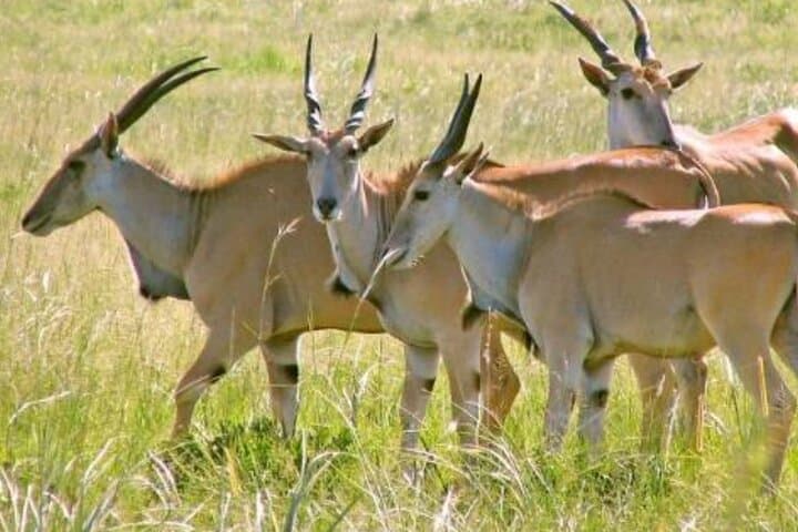 2 Days Wildlife Safari to Awash National Park