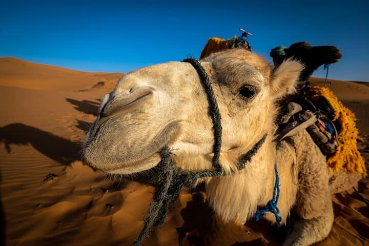 3 days from Marrakech to the Dunes of Merzouga
