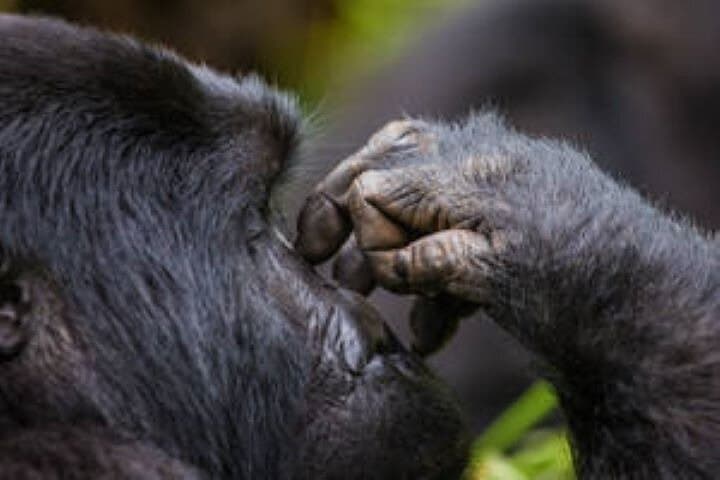 3 Days Gorilla Trekking Bwindi Forest and Uganda Tour