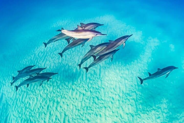 Marsa Alam Dolphin Watching with Snorkeling and Lunch