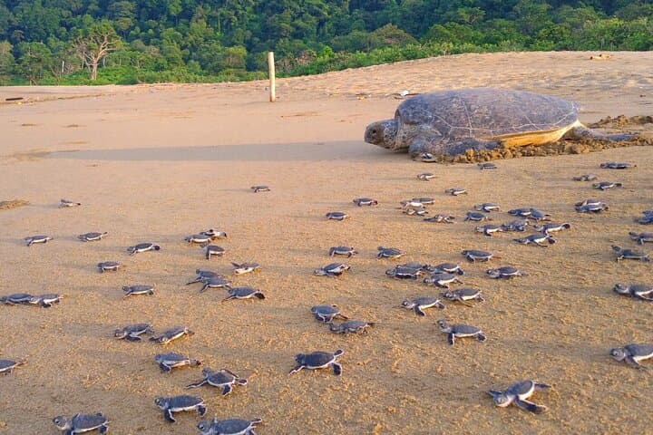 2D1N Turtle Experience