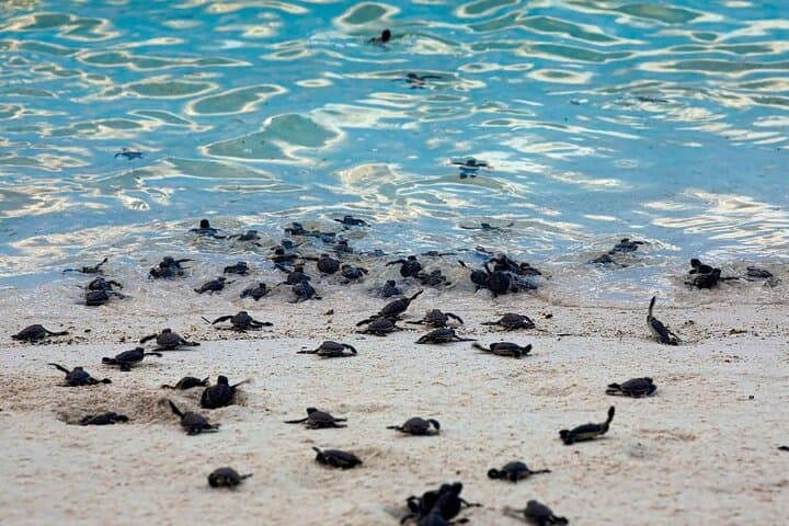 From Sandakan: 2D1N Turtle Island & Sepilok Wildlife Experience