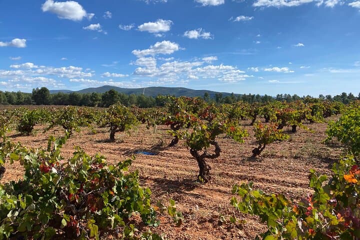 Full Day Private Requena Wineries Premium Tastings