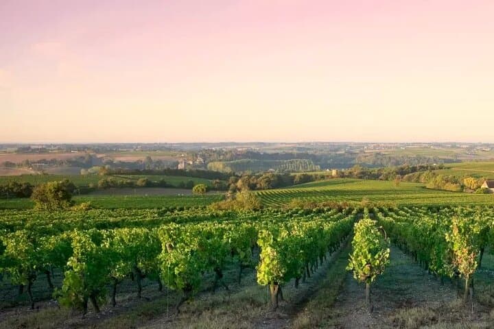 Côte de Nuits Half Day Wine Tour from Dijon