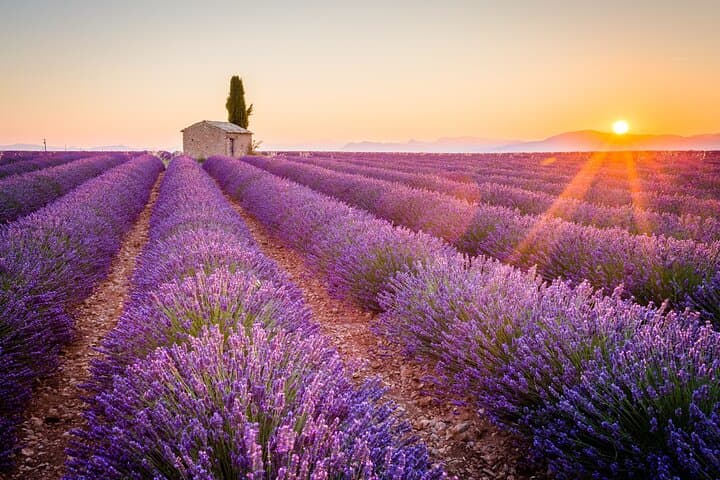 Lavender Fields and Verdon Gorge Private Tour from Nice